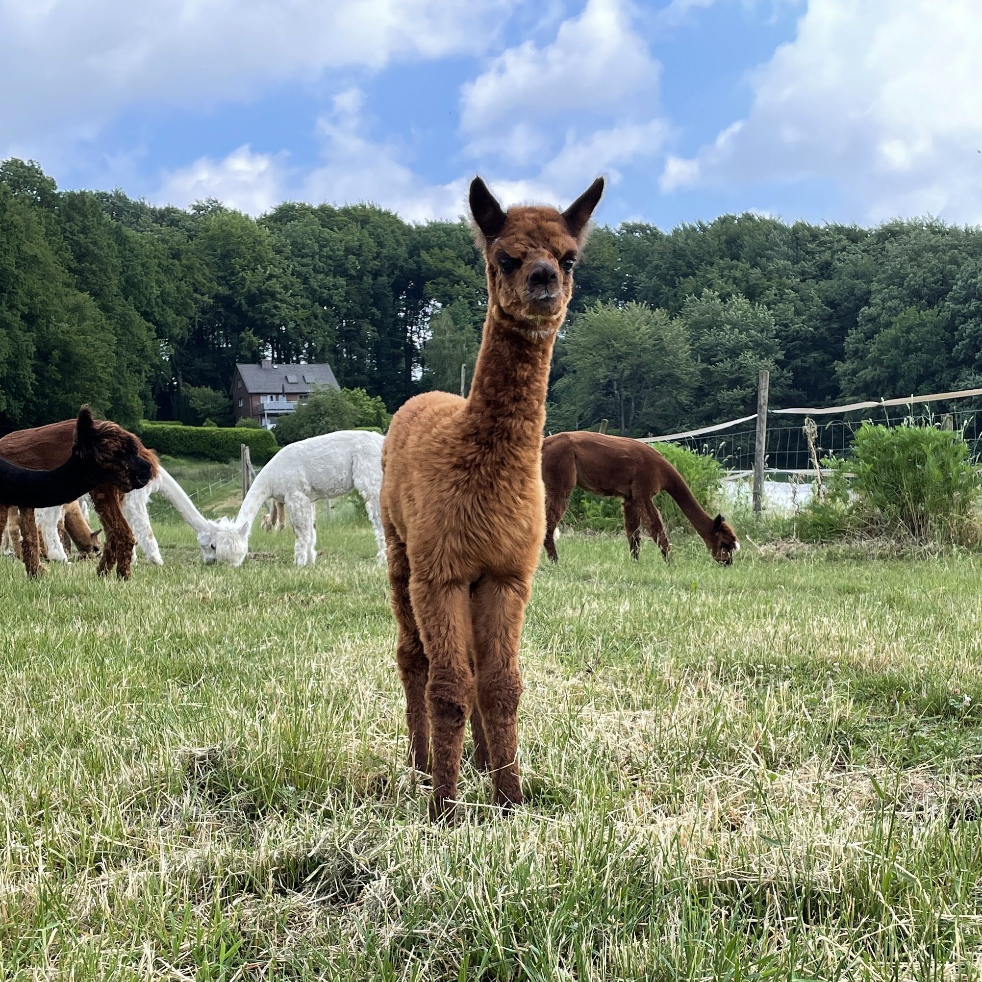 Verkaufstiere – Alpakas am Rochus