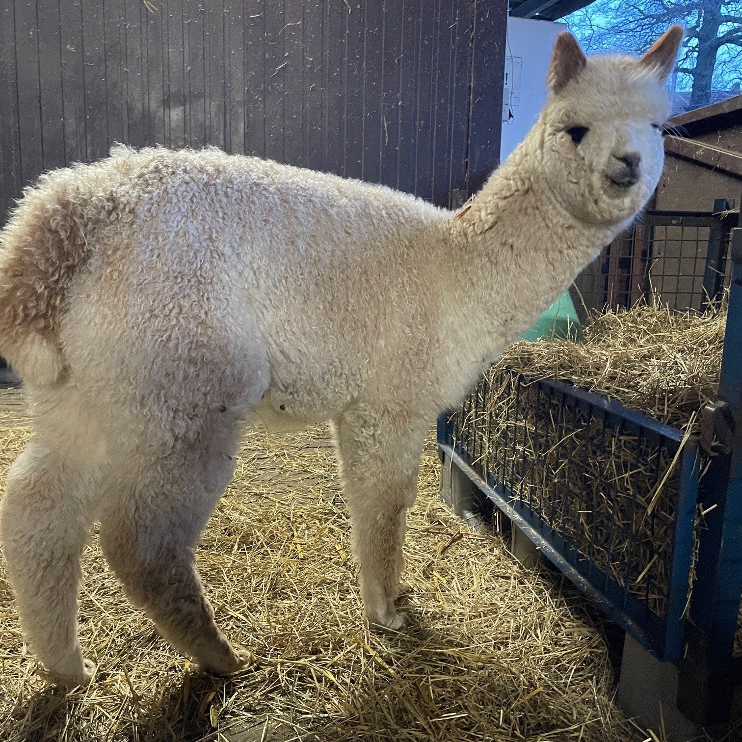 Verkaufstiere – Alpakas am Rochus